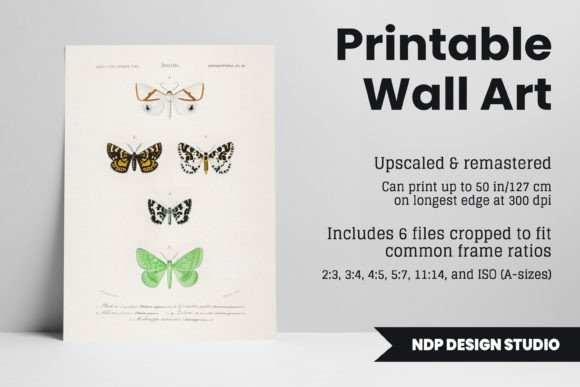 Download Vintage Moth Illustration Printable Art - Illustration Collection
