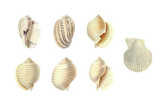 Download White Shells Vintage Clipart Pack - White Collection